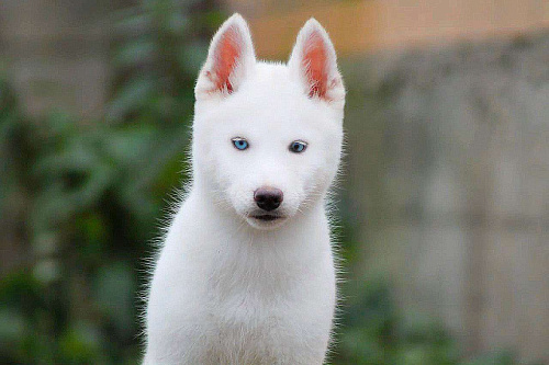 Голубоглазая Девочка Сибирский хаски