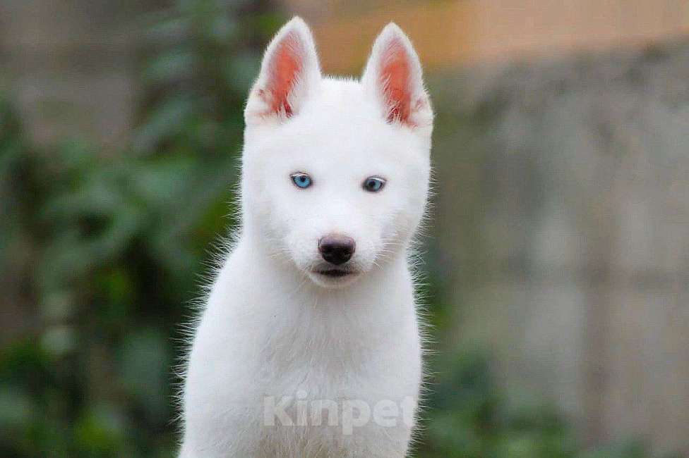 Собаки в Москве: Голубоглазая Девочка Сибирский хаски Девочка, 35 000 руб. - фото 1