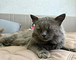 Кошки в Москве: Кот в добрые руки Мальчик, Бесплатно - фото 4