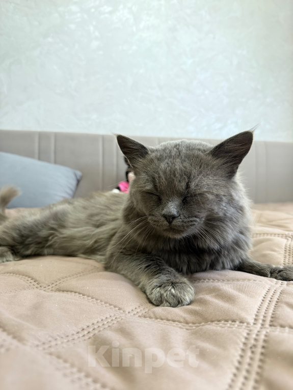 Кошки в Москве: Кот в добрые руки Мальчик, Бесплатно - фото 4