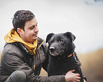 Собаки в Москве: Удивительный пес с ярко выраженной индивидуальностью Сэм, ищет дом! Мальчик, Бесплатно - фото 5
