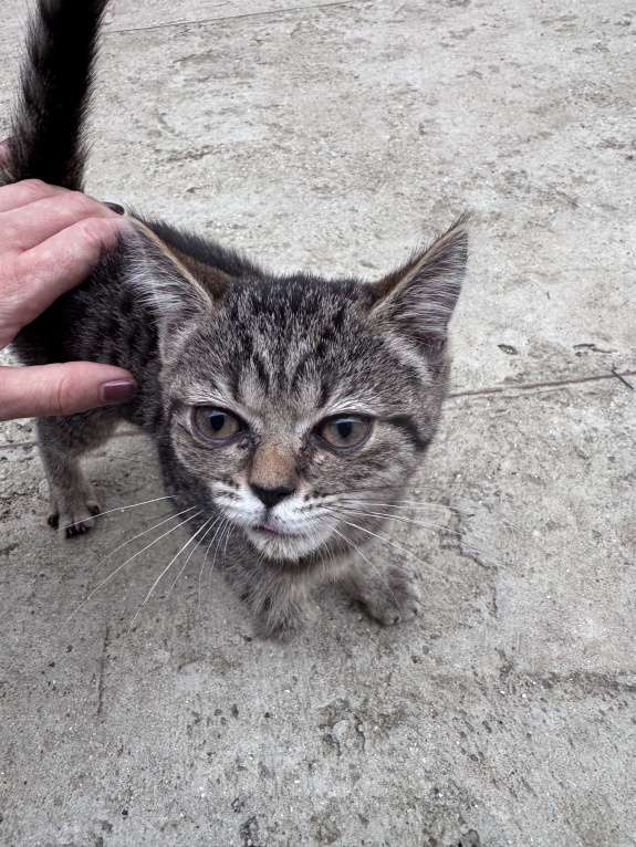 Кошки в Симферополе: Котенок в добрые руки Девочка, Бесплатно - фото 8