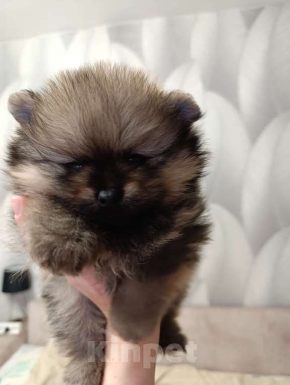 Собаки в Томске: Мальчик малыш медвежонок  Мальчик, 35 000 руб. - фото 3