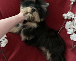 Собаки в Москве: Чёрный йорк мальчик стандарт нежный Мальчик, 40 000 руб. - фото 9