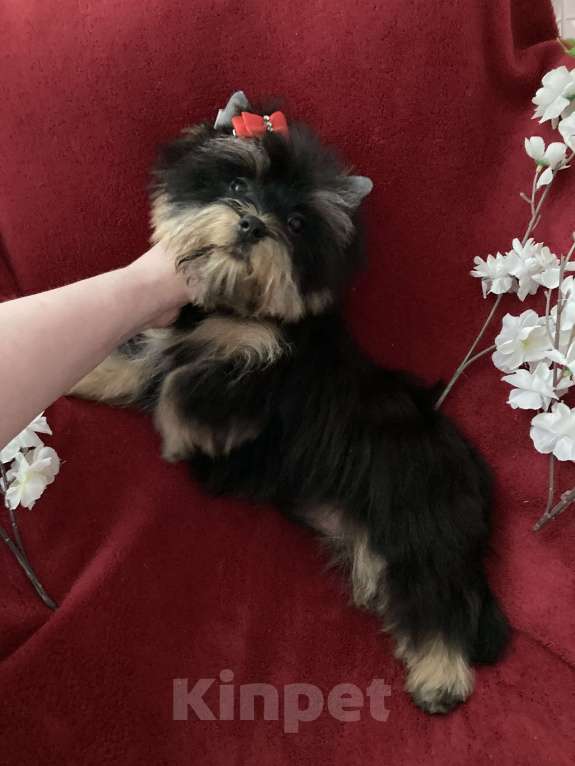 Собаки в Москве: Чёрный йорк мальчик стандарт нежный Мальчик, 40 000 руб. - фото 9