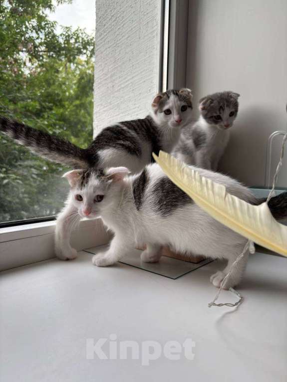 Кошки в Москве: Спичер Мальчик, 50 руб. - фото 3