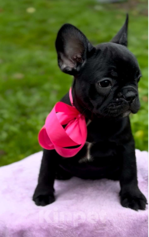 Собаки в Калининграде: Шоколадная девочка французского бульдога Девочка, 50 000 руб. - фото 6