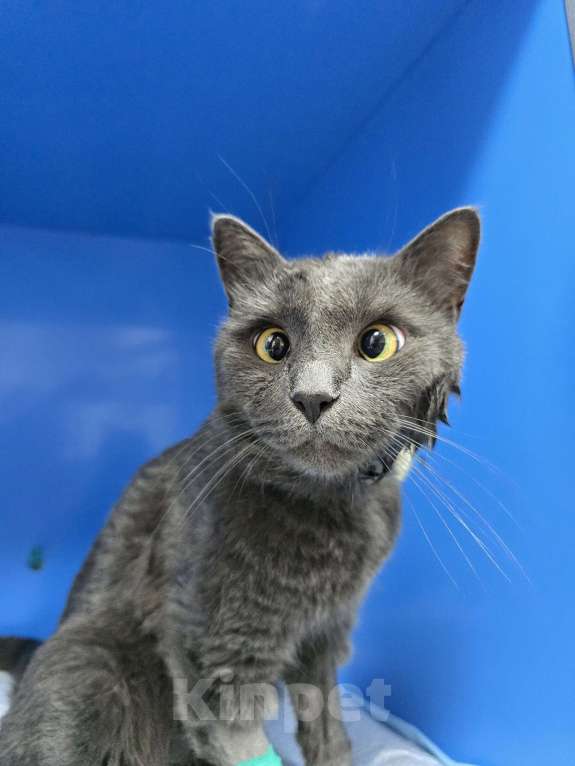 Кошки в Туле: Мурзик  Мальчик, 1 000 руб. - фото 3