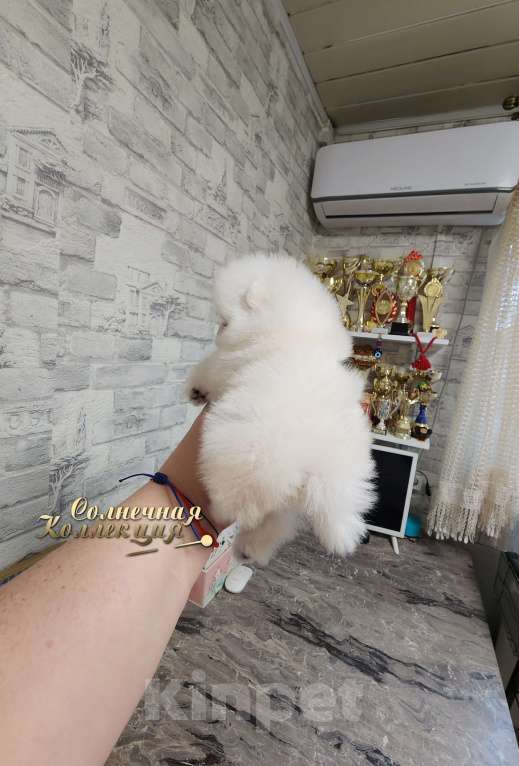 Собаки в Москве: Кукольная МИНИ девочка померанского шпица питомник РКФ Девочка, Бесплатно - фото 3