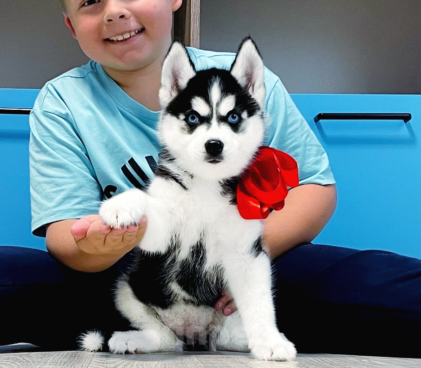 Собаки в Ессентуках: Хаски Щенки Разных окрасов Разнополые, Бесплатно - фото 1