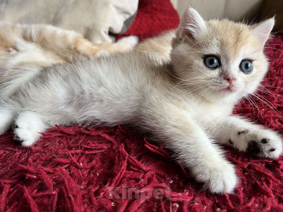 Кошки в Воронеже: Нежный, ласковый мальчик  Мальчик, 40 000 руб. - фото 2