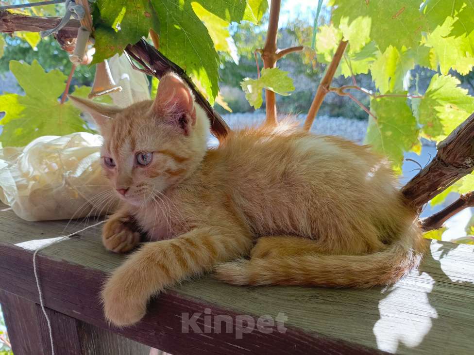 Кошки в других городах Крыма: Рыжик Мальчик, Бесплатно - фото 1