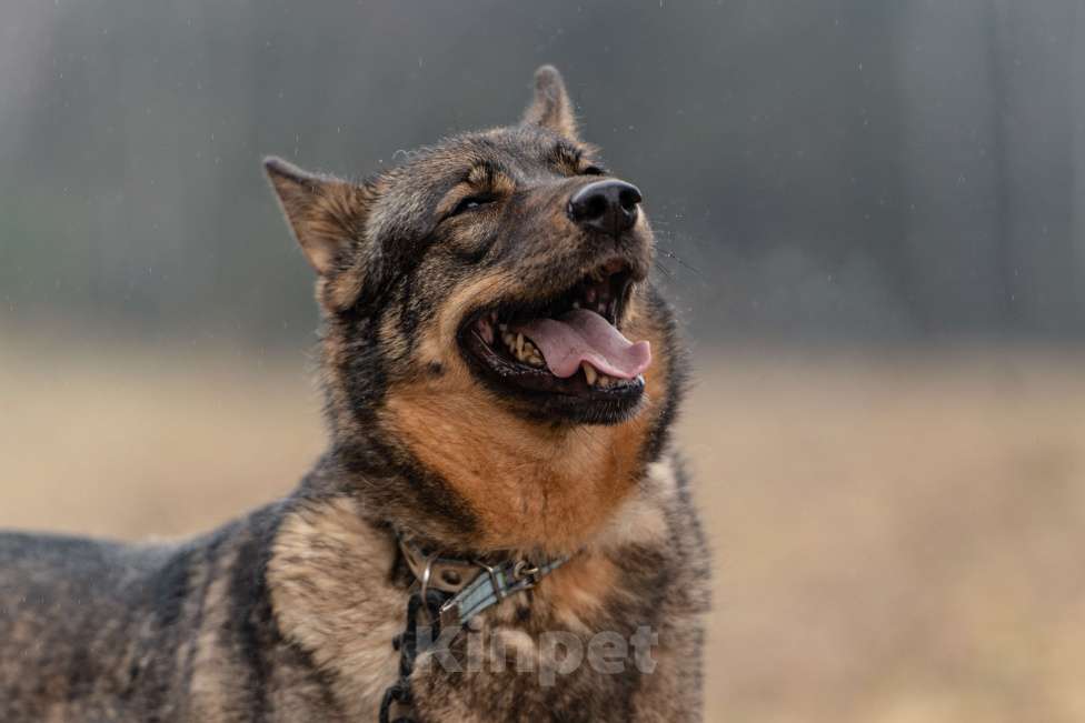Собаки в Клине: Альма — задорная собачка Девочка, Бесплатно - фото 5