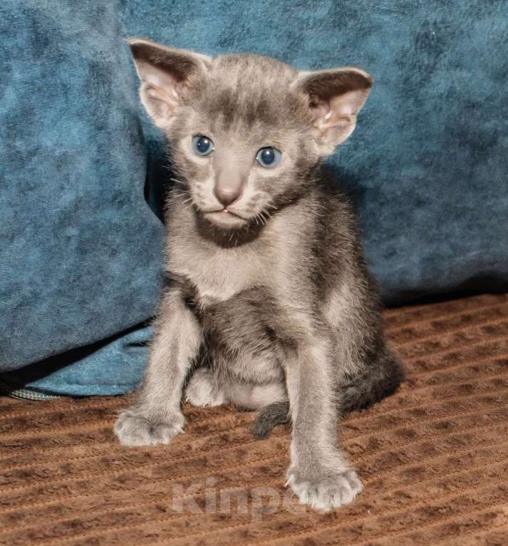 Кошки в Ростове-на-Дону: Ориентальная кошечка Девочка, 20 000 руб. - фото 8