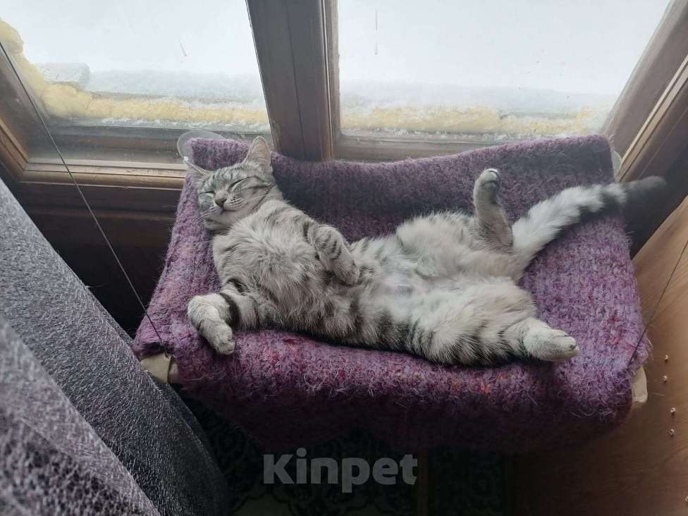 Кошки в Москве: Как в рекламе  Девочка, Бесплатно - фото 2