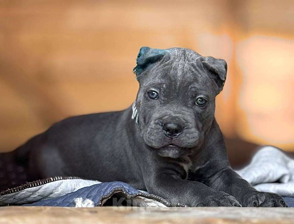 Собаки в других городах Московской области: В питомнике Ретро Роше открыт к продаже помет дата рождения 01.08.2025 Девочка, 150 000 руб. - фото 2