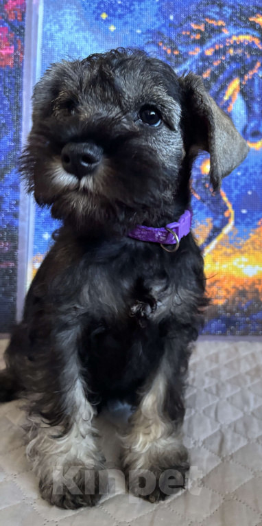 Собаки в Таганроге: Пальма Девочка, 45 000 руб. - фото 2