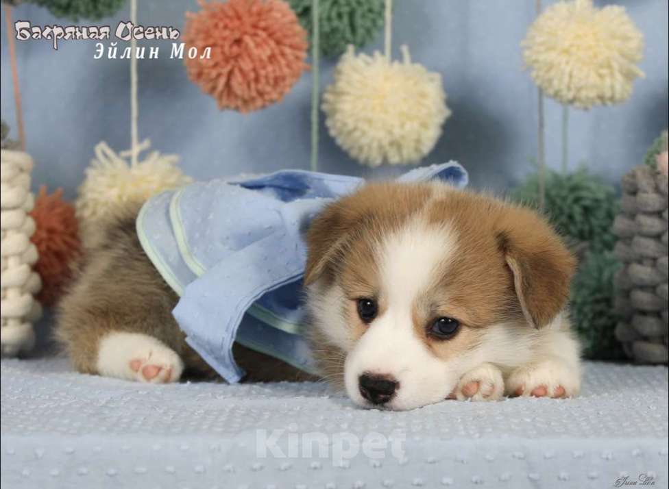 Собаки в Москве: Чакибусенок #5 самая компанией скачать малышка Эйлин Мол, с ней в вашем доме будет всегда праздник Девочка, Бесплатно - фото 4