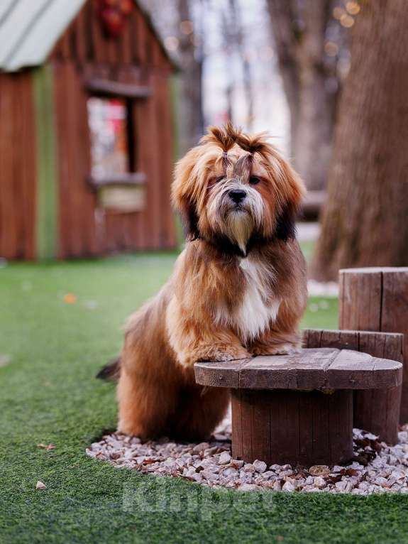 Собаки в Смоленске: Лхасский апсо щенки подрощенные кобели Мальчик, 40 000 руб. - фото 8