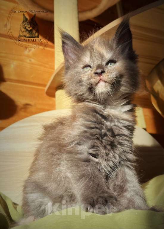 Кошки в Санкт-Петербурге: Кошечка мейн-кун голубокремовая Девочка, 40 000 руб. - фото 3