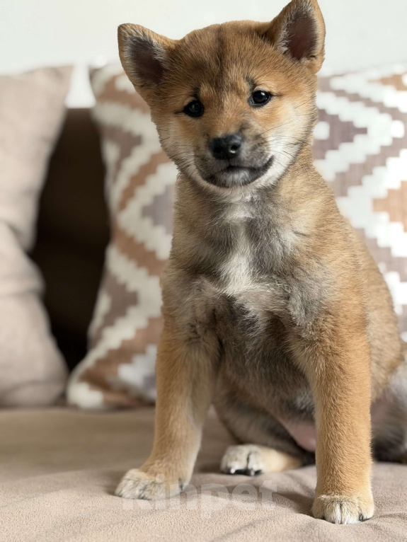 Собаки в Севастополе: Сиба-ину щенок девочка Девочка, 60 000 руб. - фото 4