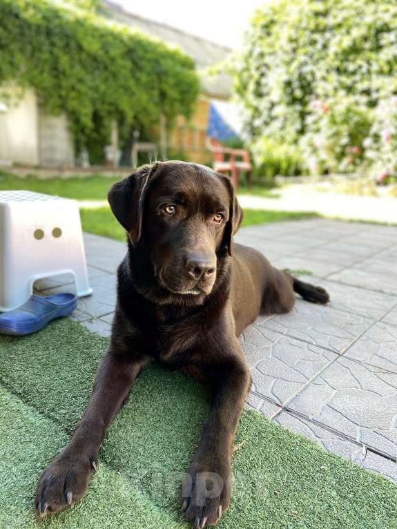 Собаки в Котельнике: Отдам в добрые руки Мальчик, 1 руб. - фото 3