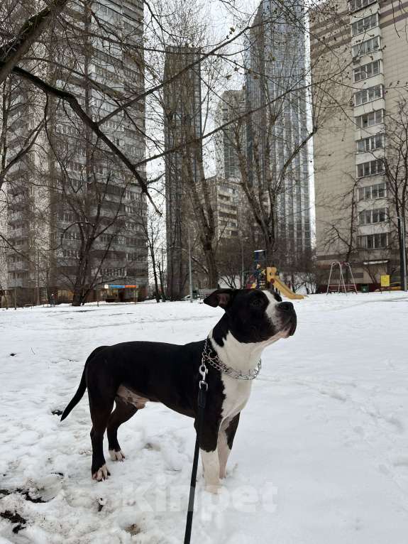 Собаки в Москве: Ищем невесту Мальчик, Бесплатно - фото 3
