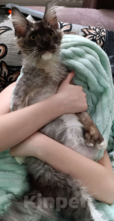 Кошки в Москве: Крупный Мальчик Мальчик, 50 000 руб. - фото 4