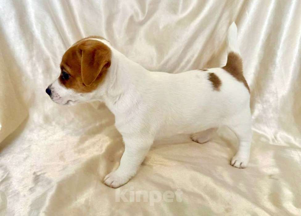 Собаки в Москве: Девочка Джек Рассел терьер Девочка, 50 000 руб. - фото 5