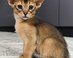 Кошки в других городах Московской области: Абиссинский котик  Мальчик, 75 000 руб. - фото 9