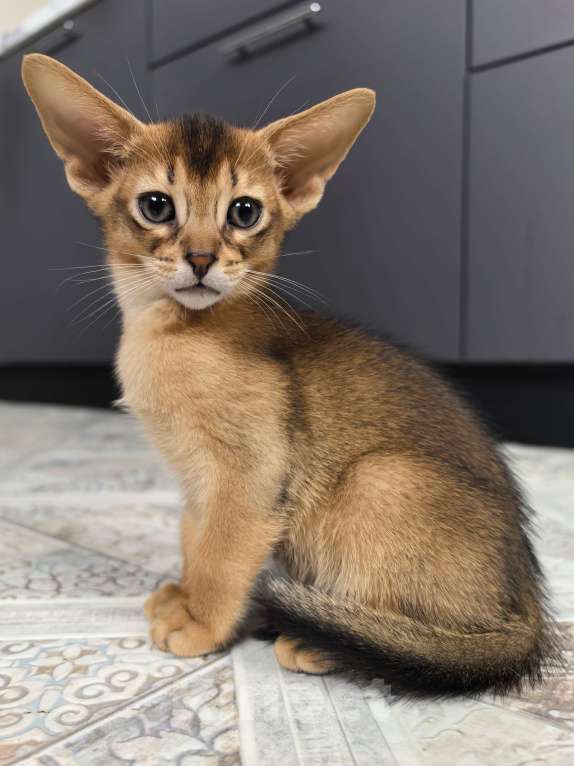 Кошки в других городах Московской области: Абиссинский котик  Мальчик, 75 000 руб. - фото 9