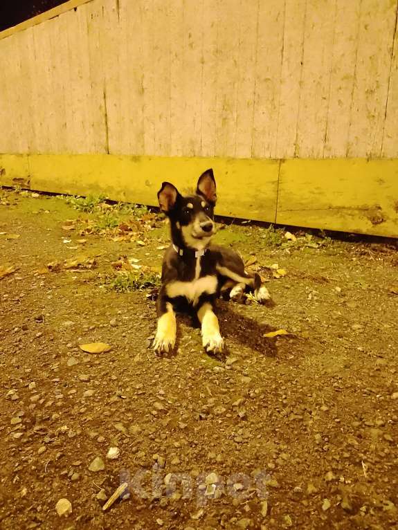 Собаки в Нижнем Тагиле: Отдаю собаку в добрые руки, средних размеров, девочка, зовут Шура, не стерилизована Девочка, Бесплатно - фото 2