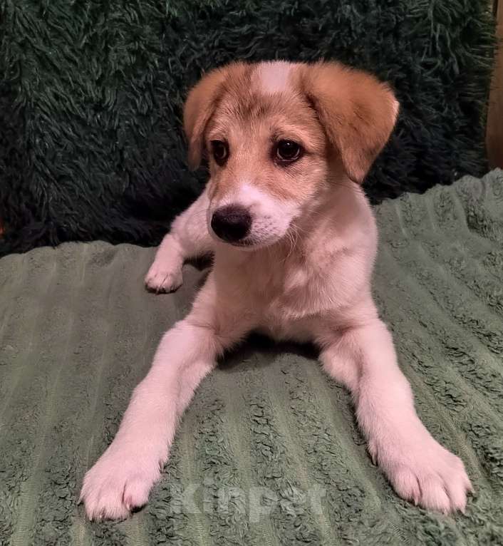 Собаки в Туле: Малышка ищет дом. Девочка, 1 руб. - фото 8