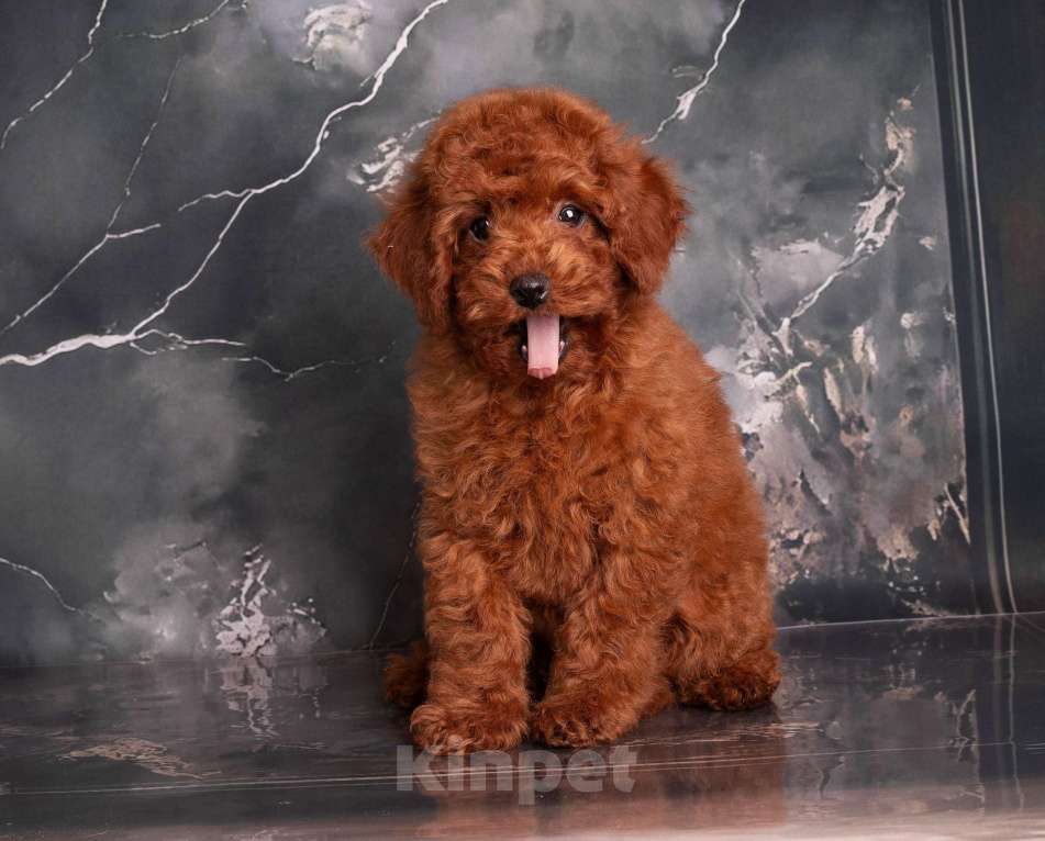 Собаки в Перми: Солнышки Разнополые, Бесплатно - фото 10