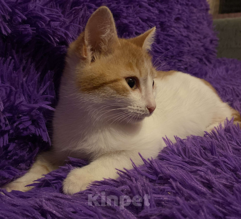 Кошки в Москве: Диана, 3 месяца, в добрые руки Девочка, Бесплатно - фото 5