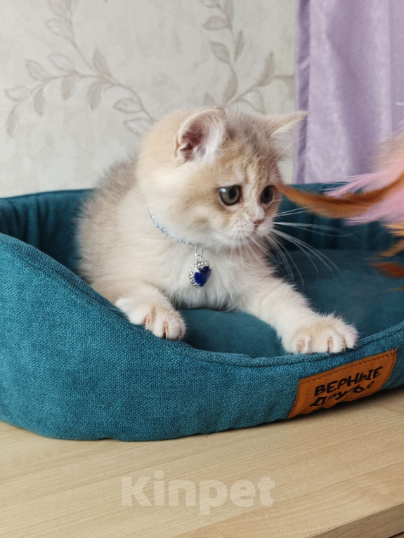 Кошки в Москве: Британский котенок Мальчик, 39 000 руб. - фото 6