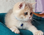 Кошки в Москве: Британский котенок Мальчик, 39 000 руб. - фото 6