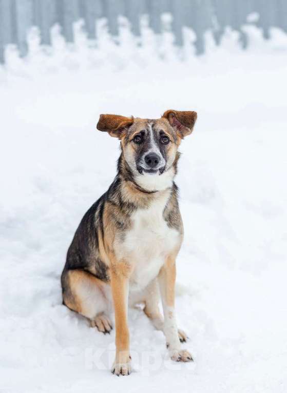 Собаки в Белоозёрском: ЛИНДИ (Далила) Девочка, 2 руб. - фото 6