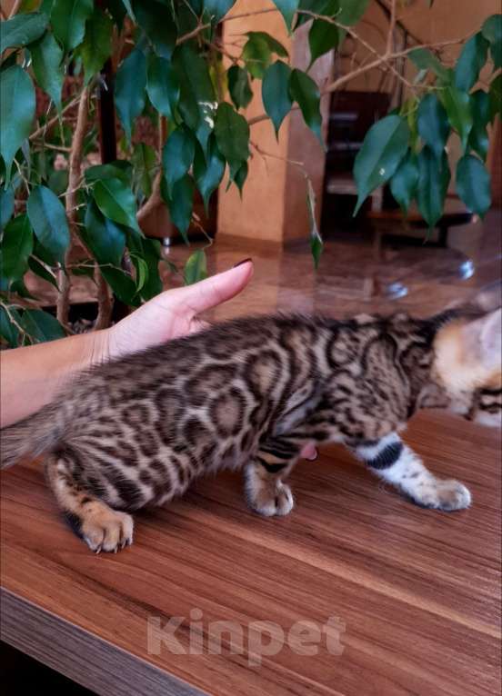 Кошки в Симферополе: Бенгальская девочка  Девочка, 55 000 руб. - фото 4