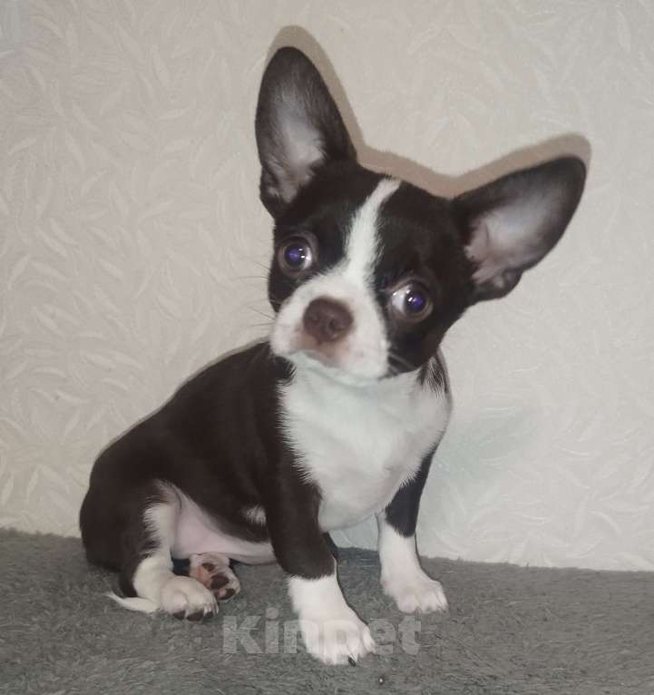 Собаки в Видном: Щенки чихуахуа Девочка, 30 000 руб. - фото 6