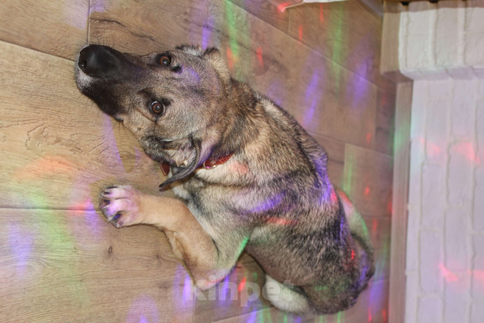 Собаки в Балашихе: Ласковая молодая собака в добрые руки. Москва и МО Девочка, Бесплатно - фото 7