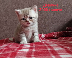 Кошки в Краснодаре: Британский серый котенок Девочка, 3 000 руб. - фото 3