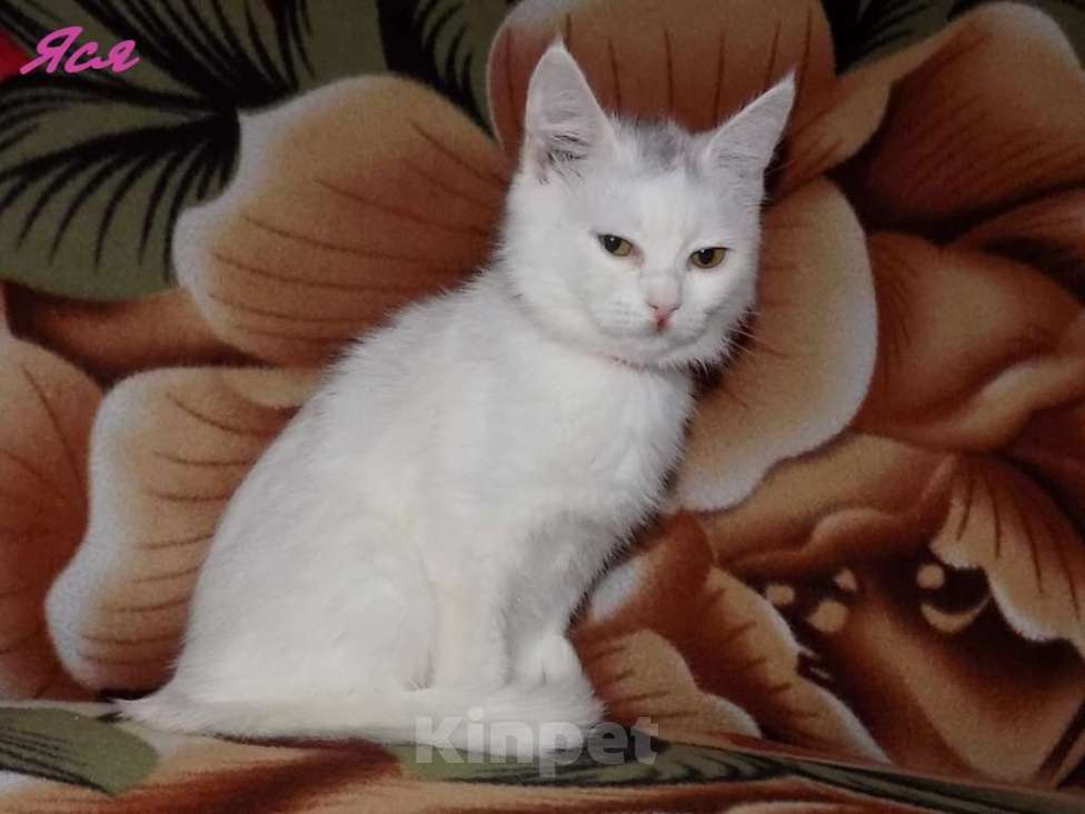 Кошки в Москве: Анатолийские котята (гладкошерстная ангора) Девочка, 8 000 руб. - фото 4