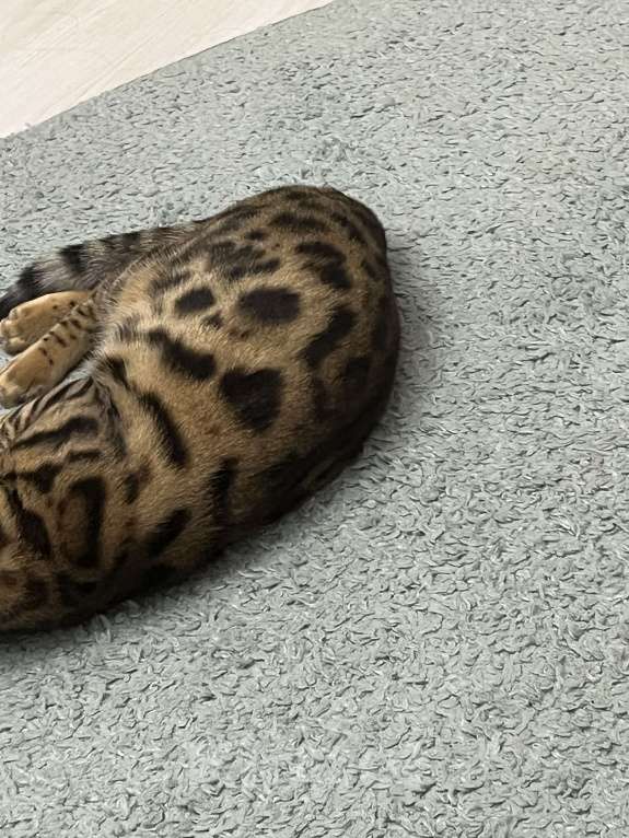 Кошки в других городах Московской области: Потерялся бенгальский котик Мальчик, 5 000 руб. - фото 3