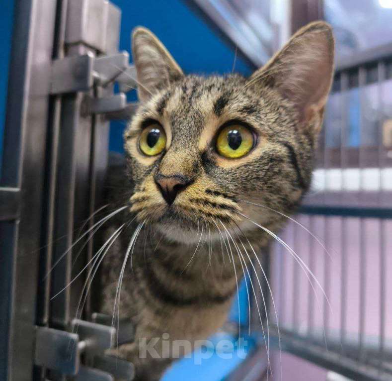 Кошки в Москве: Кошечка в добрые руки Девочка, Бесплатно - фото 6