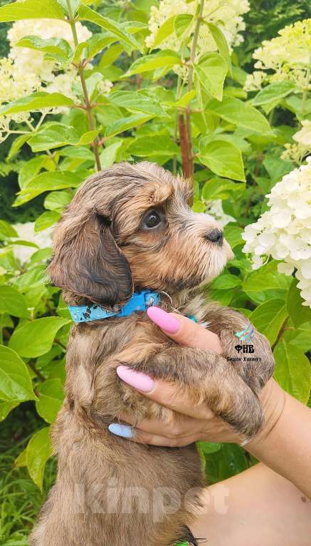 Собаки в Москве: Гаванский бишон Хаванез мальчик Мальчик, 80 000 руб. - фото 8