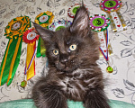 Кошки в Перми: Котята мейн-кун Девочка, 25 000 руб. - фото 4