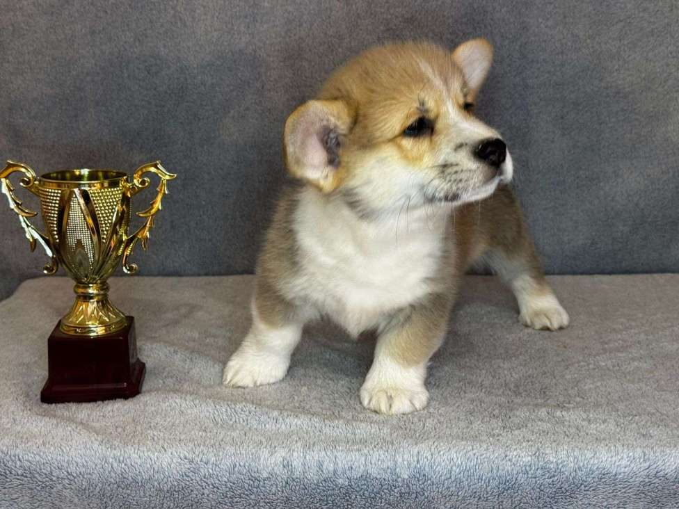 Собаки в Ростове-на-Дону: Продам щенков Вельш-корги Пемброк  Мальчик, 50 000 руб. - фото 1