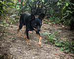 Собаки в Таганроге: Той-терьер случка, 1 000 руб. - фото 3
