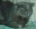Кошки в Малмыже: Персидские голубые чистокровные котята ., 1 500 руб. - фото 9